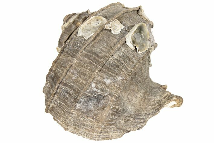 Pliocene Aged, Fossil Gastropod (Ecphora) - Florida #189550
